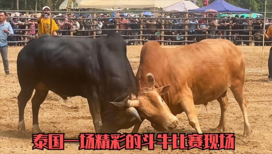第二场部长通道,澳门四不象正版四不像网站,权威独家讨论与热门话题_至尊版V5.38